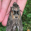 Waved Sphinx Moth