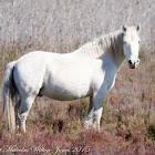 Camargue Horse