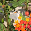 Grey Hairstreak Butterfly