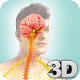 Nervous System Anatomy Pro. Download on Windows