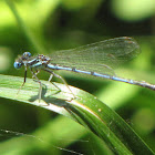 Damselfly