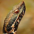 Western Cottonmouth