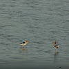 American Avocet