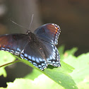 Red Spotted Purple