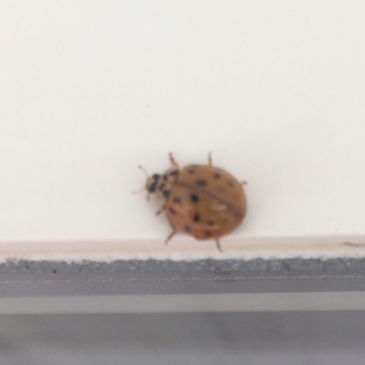 Asian Ladybird