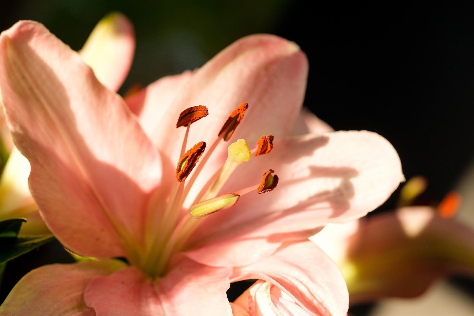 Yakın Planda Turuncu Renkli Lilyum Çiçeği