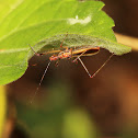 Assassin Bug