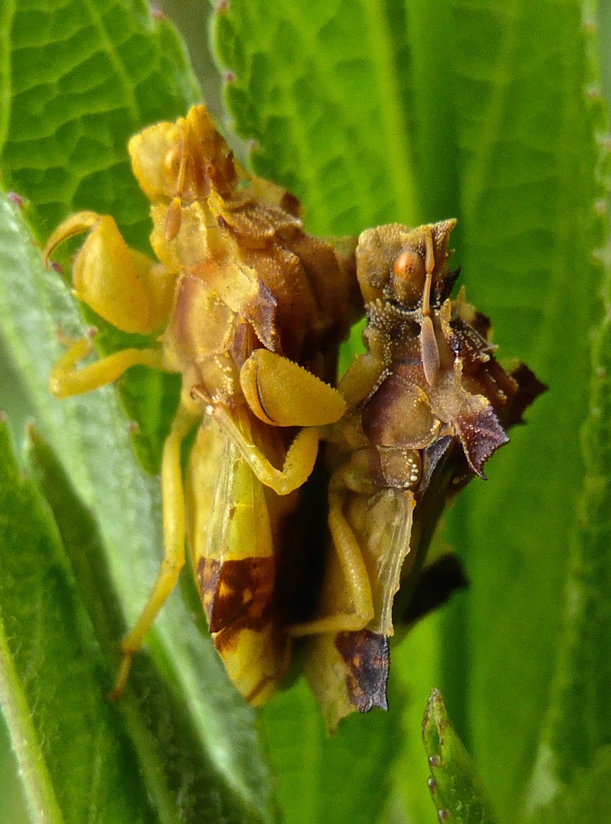 Jagged Ambush Bug