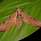 Moth