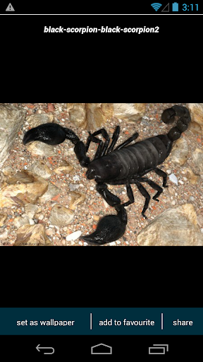 Black Scorpion Wallpapers