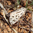 Arge Tiger Moth