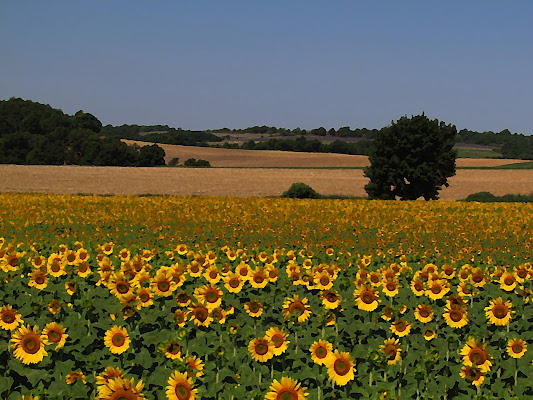 I girasoli di Val di sole di tizianadesy