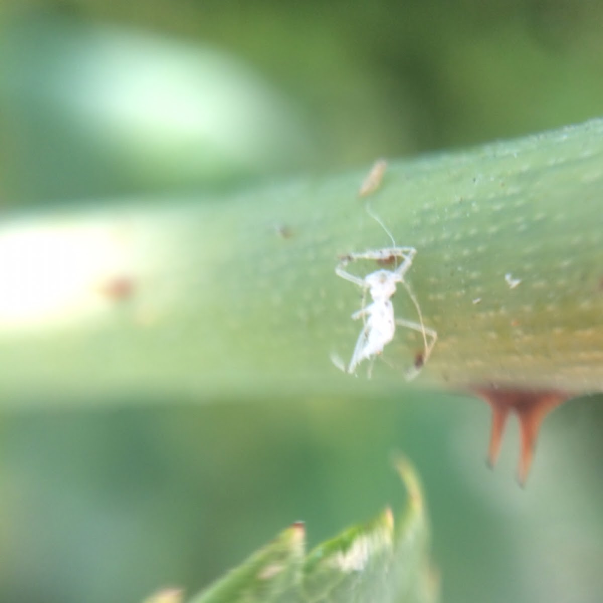 Green Apple Aphid (exoskeleton)