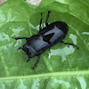 Lesser stag beetle