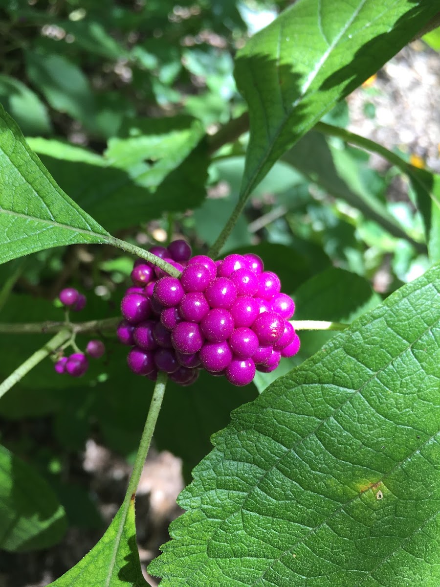 American Beautyberry