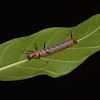 Common Crow Butterfly-Caterpillar