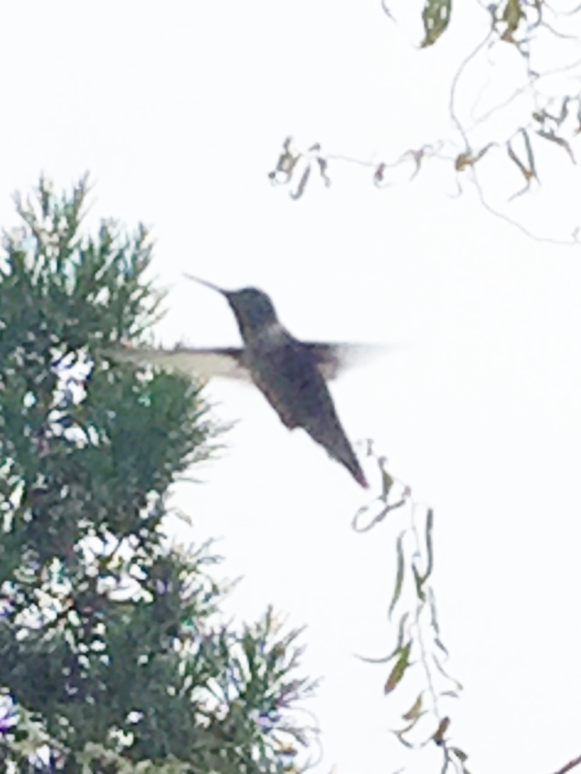 Ruby throated hummingbird