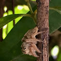 Brown spiderling