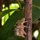 Brown spiderling