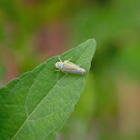 Leafhopper