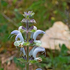 Silver Sage