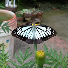 very light blue butterfly