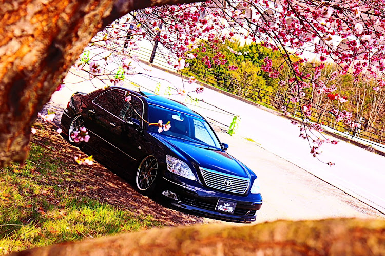 セルシオの花桃と愛車・何度通っただろうか…(；・∀・)・てか、いつ満開とか分かればwwに関するカスタム事例の投稿画像8枚目