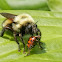 Robber Fly, Bumble Bee mimic