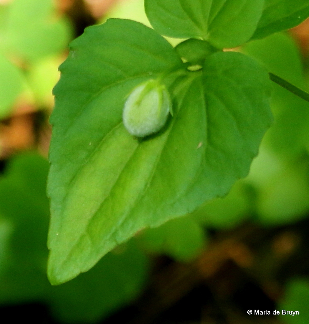 Yellow wood violet