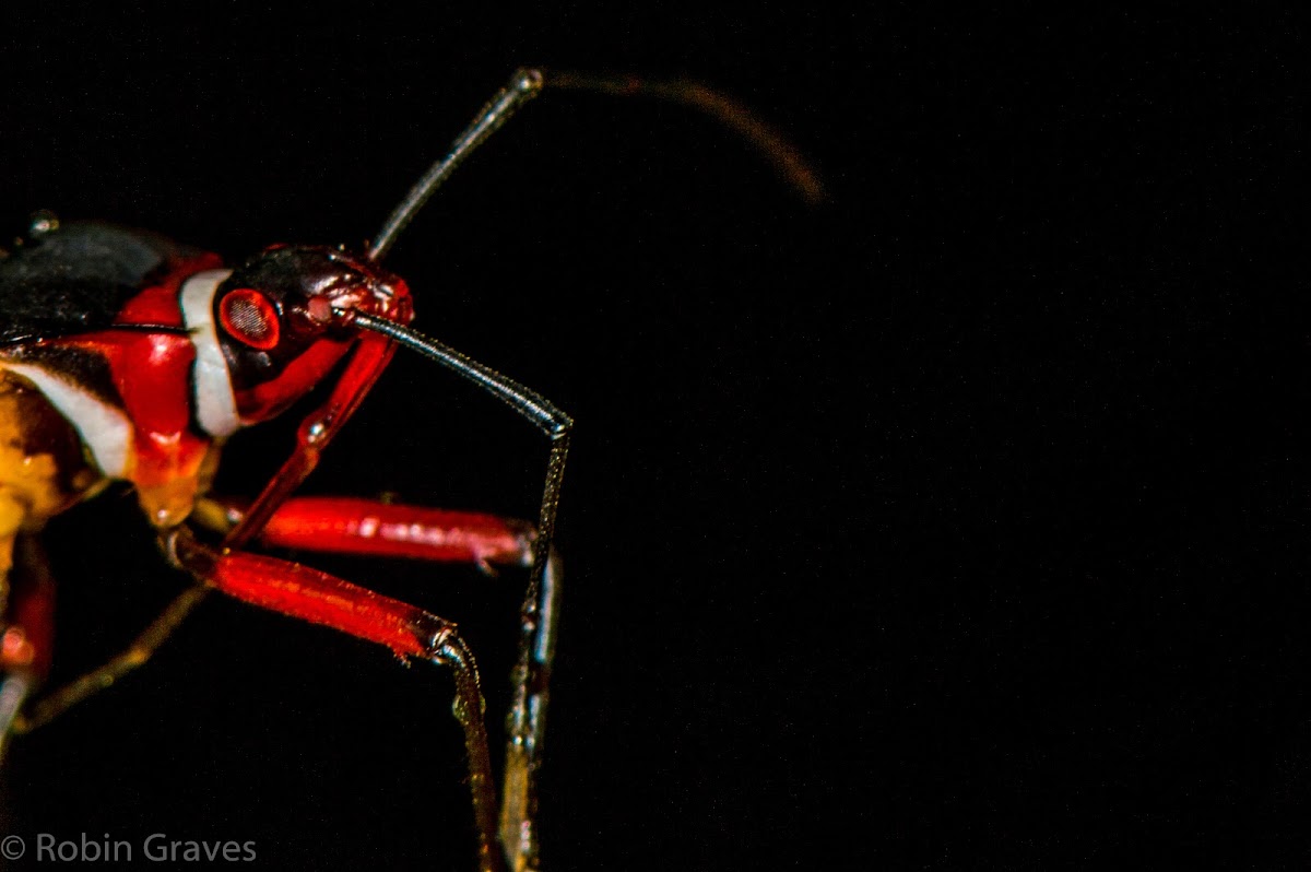 Pale Red Bug