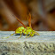 Macao Paper Wasp