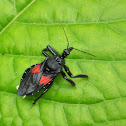 Bee Killer Assassin Bug