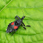 Bee Killer Assassin Bug