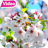 Cherry Blossom Video Theme HD icon