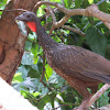 Dusky legged guan