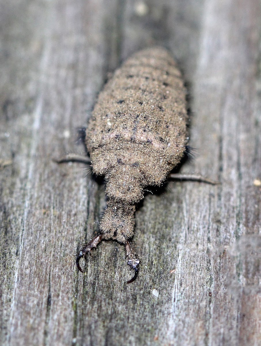 Antlion Larva