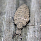 Antlion Larva