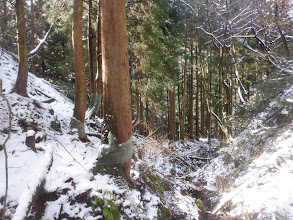 沢を渡って左の植林帯へ