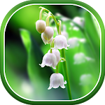 Cover Image of Herunterladen Hintergrundbilder Maiglöckchen 1.0.5 APK