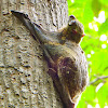 Malayan Colugo/Sunda Flying Lemur