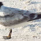 Royal Tern