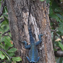 Northern Blue Mountain Lizard