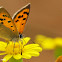 Common Copper Butterfly