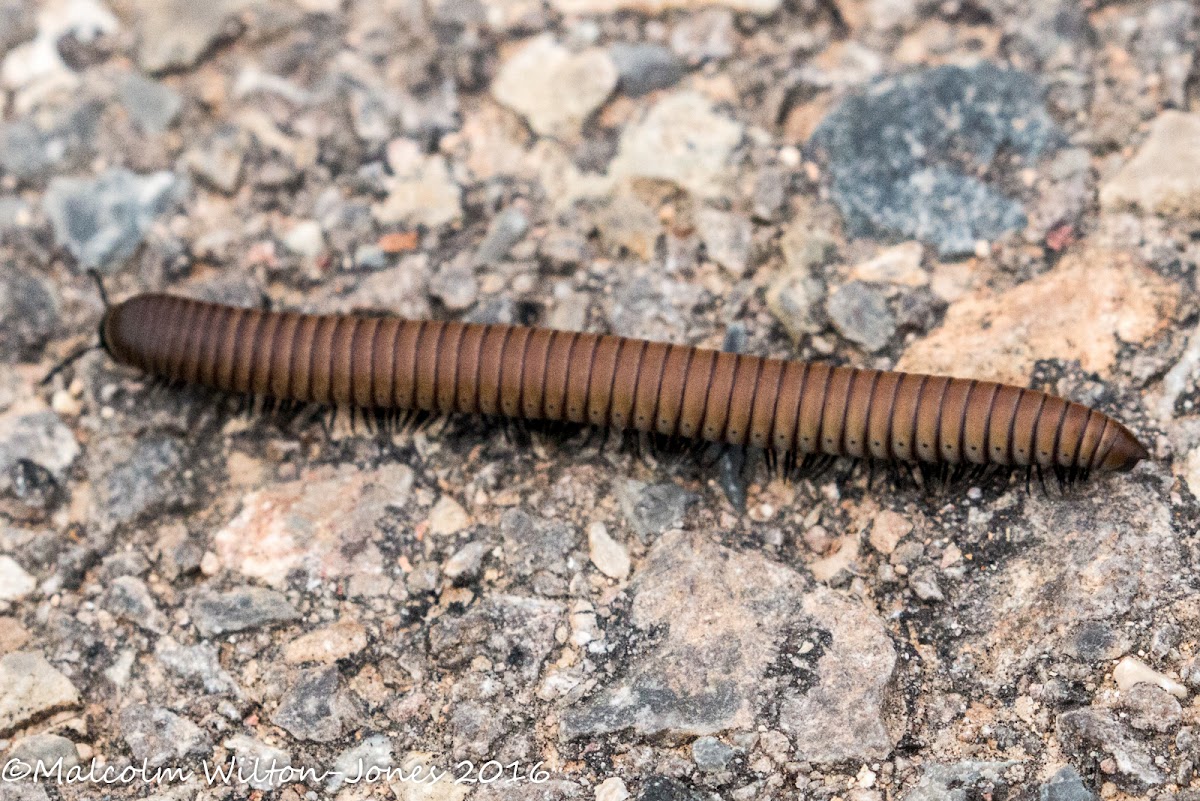 Pill Millipede