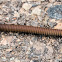 Pill Millipede