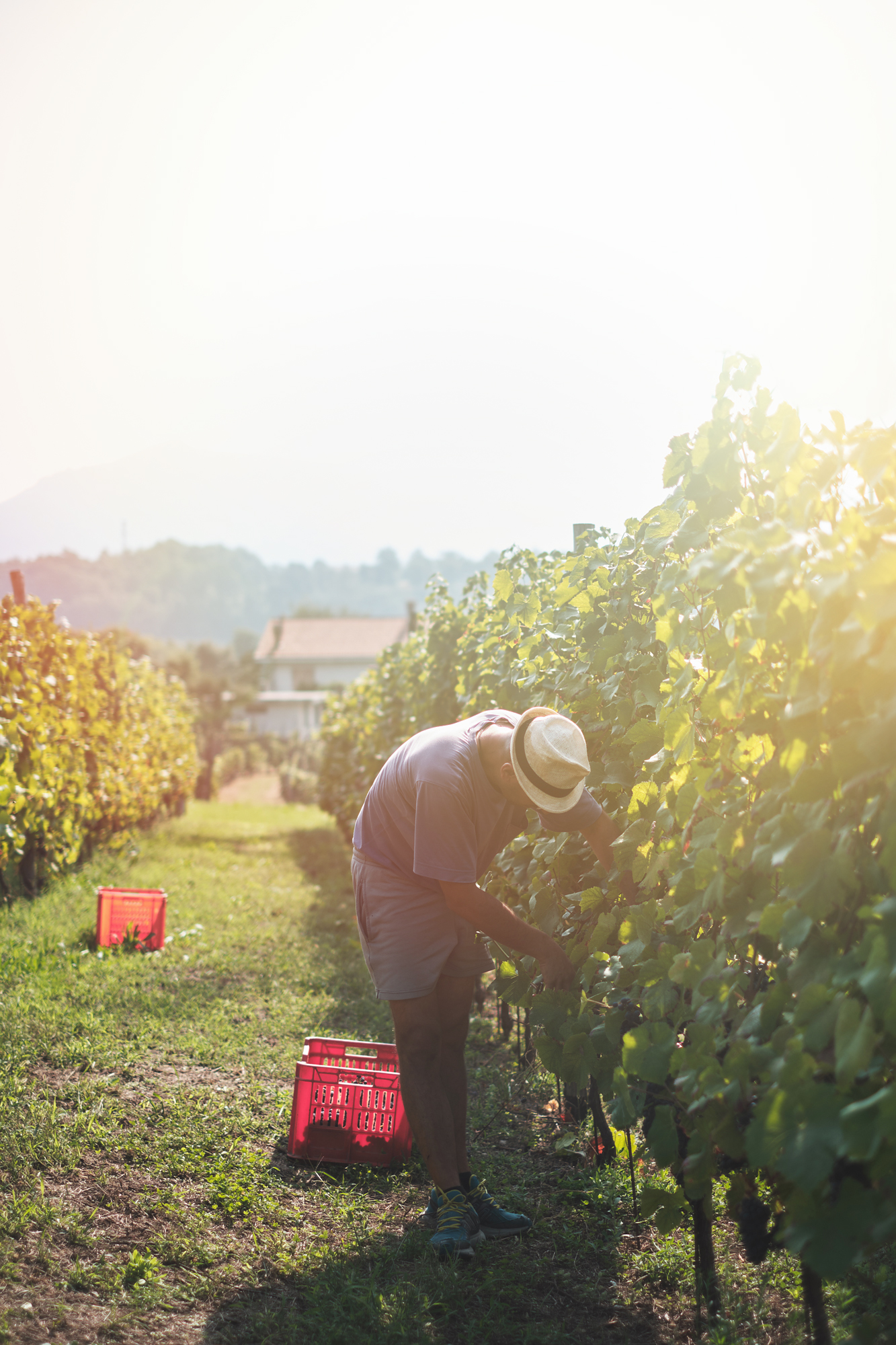 In vigna veritas di Picchiolino