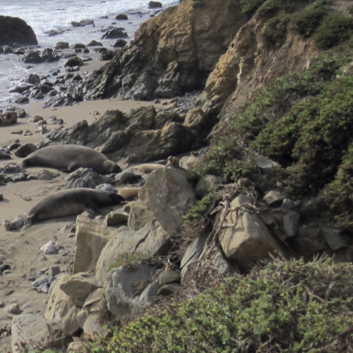 California ground squirrel (with northern elephant seal)