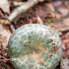 Green Russula