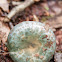 Green Russula