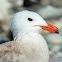 Heermann's gull